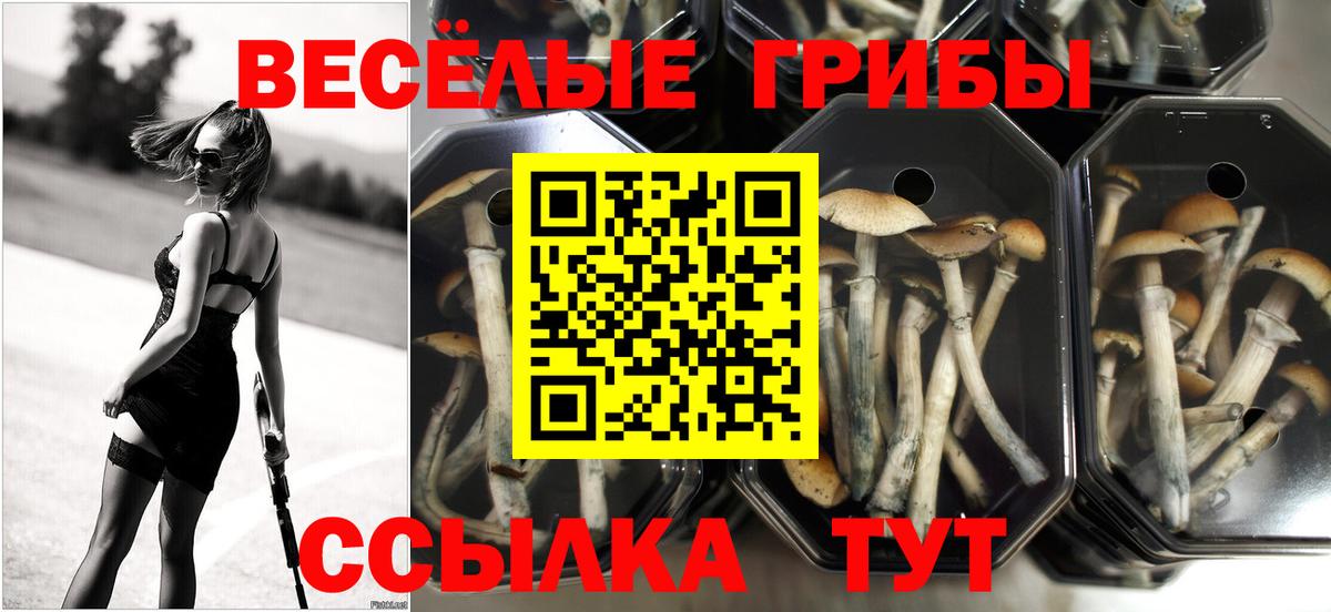Псилоцибиновые грибы Magic Shrooms  Галлюциногенные грибы мухоморы  Вход с VPN  закладка  Чебоксары 